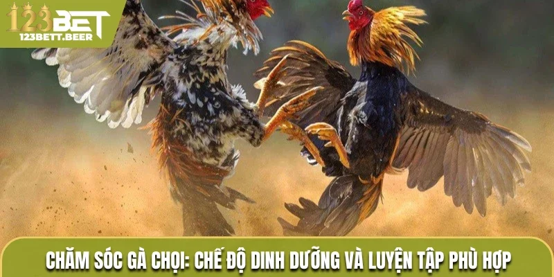Chăm sóc gà chọi