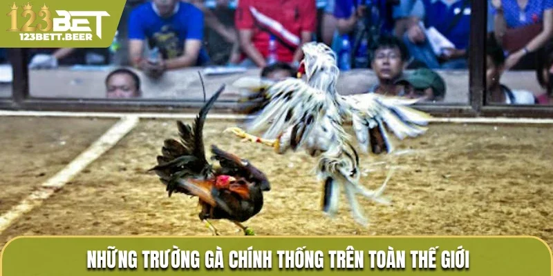 Những trường gà được xem chính thống trên toàn thế giới