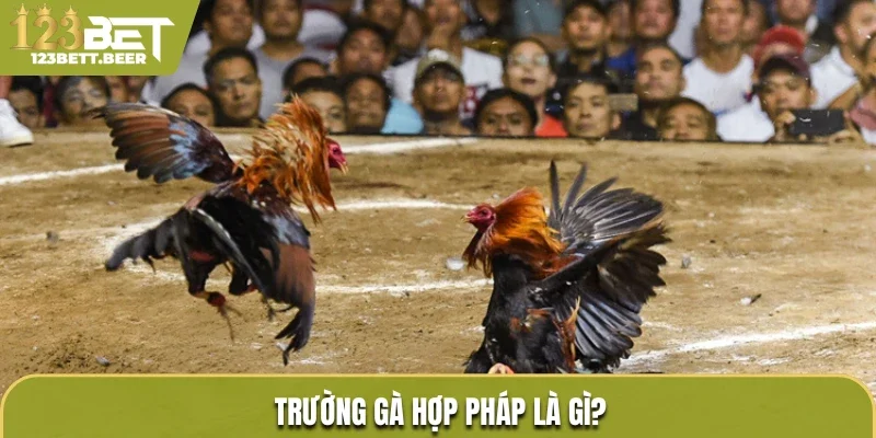 Trường gà hợp pháp là gì?